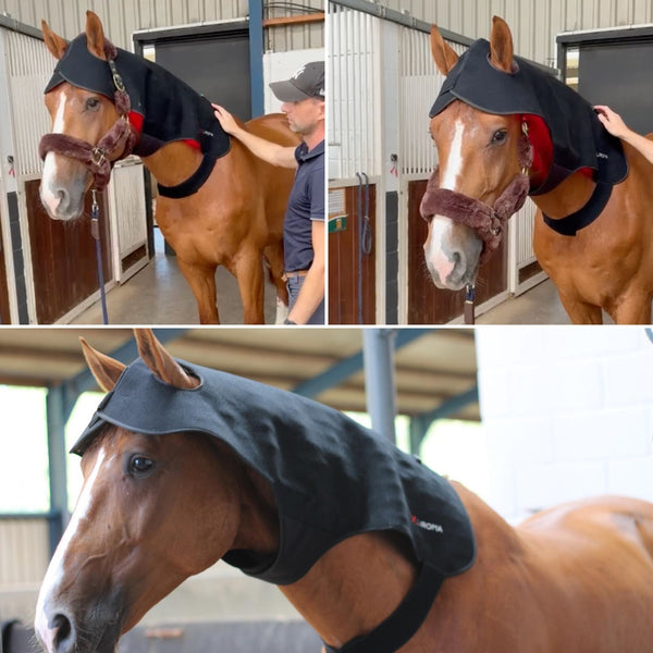 Man legt The Poll aan over hoofd en nek van een bruin paard in de stal