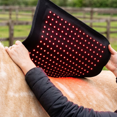 The Flex (Rood licht therapie) - Rood licht therapie voor het lichaam van het paard